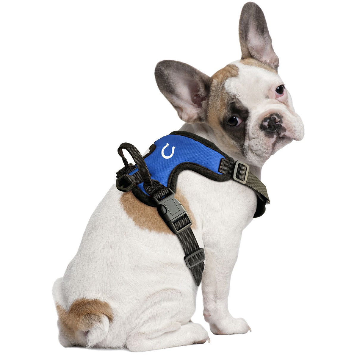 Indianapolis Colts Dog Leash