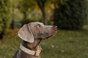 Can Boutique Dog Collars Suit Any Breed?