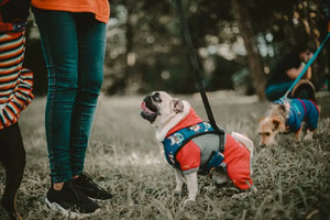 7 Trendiest Designer Dog Clothes for Your Pup