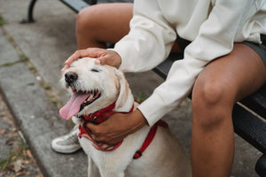 How a Properly Fitted Dog Harness Can Enhance Your Walks and Adventures