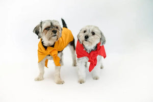 Are There Stylish Designs Available in Small Dog Apparel?