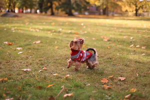 A Guide to Stylish and Comfortable Small Dog Apparel