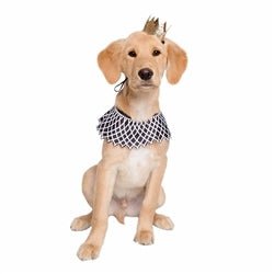 Dog Halloween Costumes