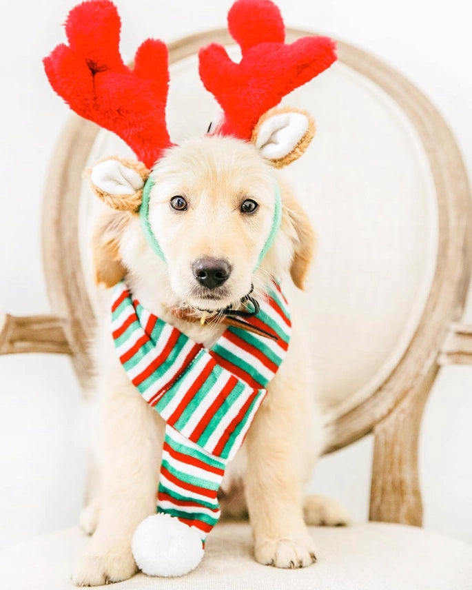 Reindeer Dog Antler Headband