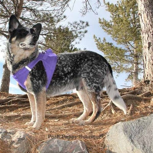 American River Ultra Choke Free Dog Harness - Paisley Purple - Posh Puppy Boutique