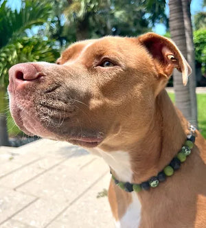 Fall Camo Beaded Collar