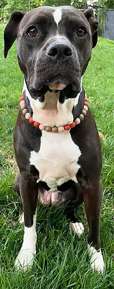 Fall Pumpkin Spice Beaded Collar