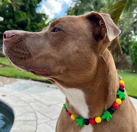 Best Buds Beaded Pet Collar