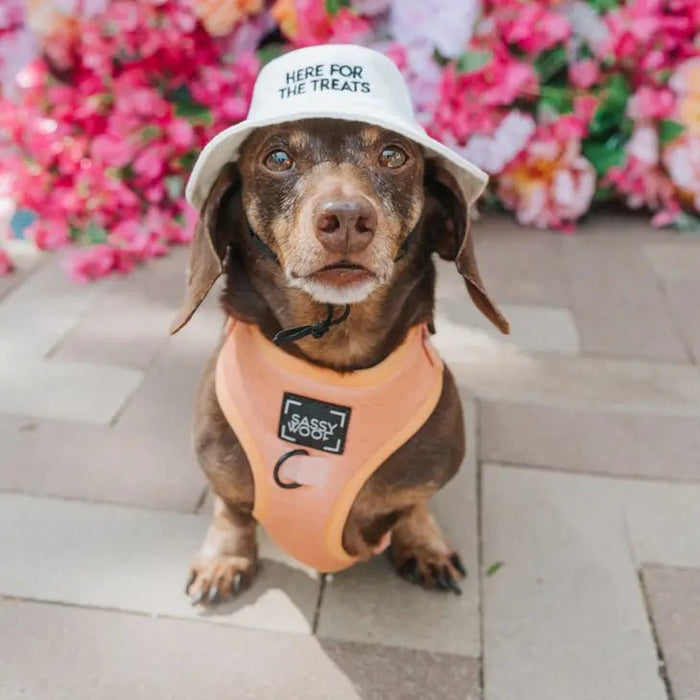 Dog 'Here for the Treats' Bucket Hat