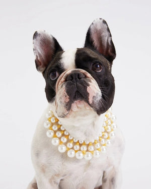 Dubai Dog Necklace - Posh Puppy Boutique