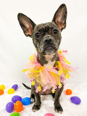 Easter Smoocher - Posh Puppy Boutique