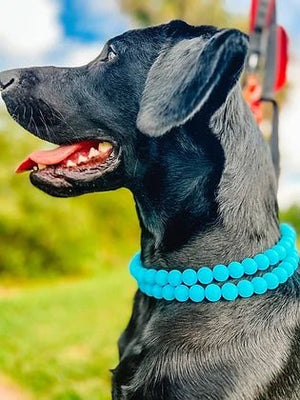Glow In The Dark Slip - on “O” Ring Collar in Blue - Posh Puppy Boutique