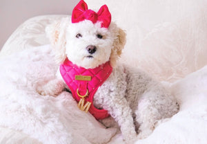 Maggie and Co. Velvet Collection: The Bombshell Harness - Posh Puppy Boutique