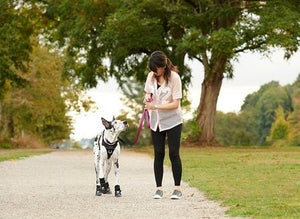 Momentum Control Harness in Black - Posh Puppy Boutique