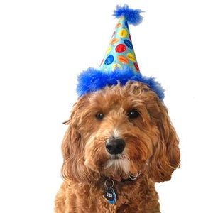 Party Time Blue Hat - Posh Puppy Boutique