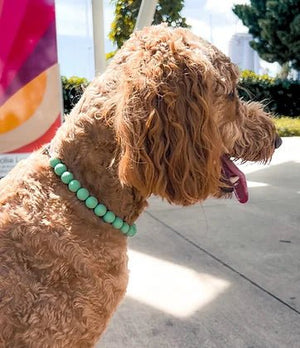 Sage Slip - On “O” Ring Collar - Posh Puppy Boutique
