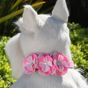 Susan Lanci Alexandra Collar - Posh Puppy Boutique