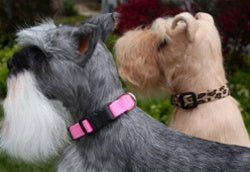 Susan Lanci Quick Release Plain Ultrasuede Dog Collars - in Many Colors - Posh Puppy Boutique