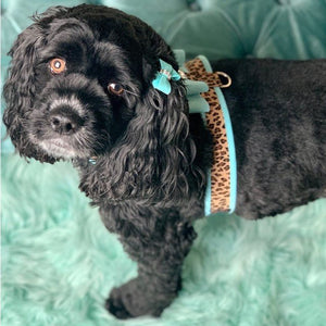 Susan Lanci Two Tone Big Bow Tinkie Harness in Tiffi Blue and Cheetah - Posh Puppy Boutique