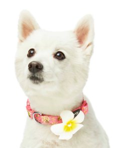 Tropical Flower Dog Collar in Pink - Posh Puppy Boutique