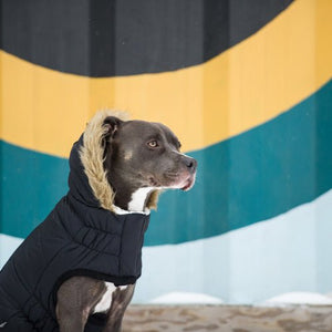 Urban Parka in Black - Posh Puppy Boutique