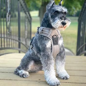 Venture Paw Pull Control Dog Harness - Dried Sage