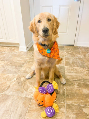 Zippy Paws - Halloween Burrow Trick or Treat Basket - Posh Puppy Boutique