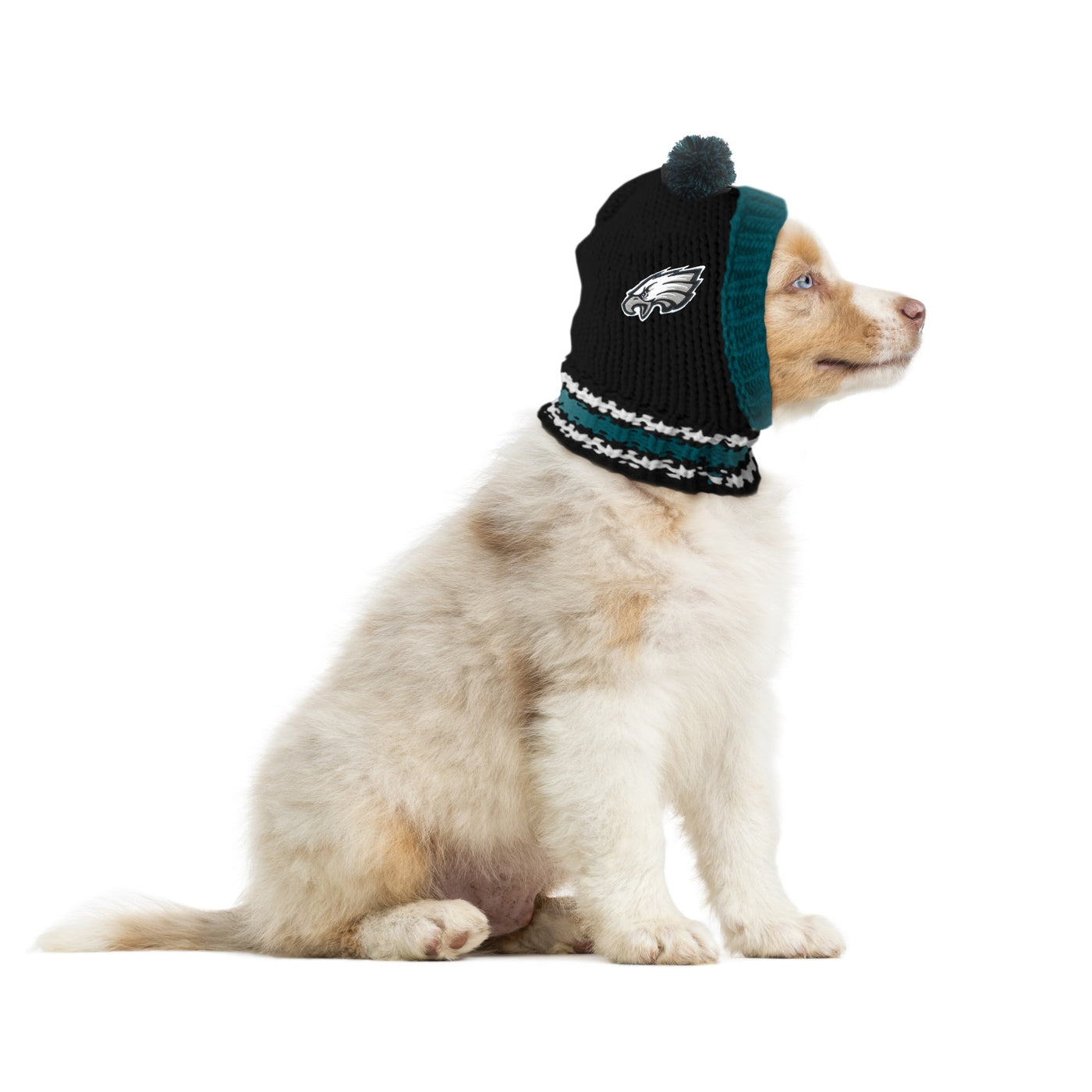 Philadelphia Eagles  Pet Products at Discount Pet Deals